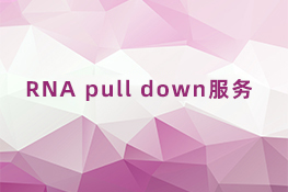 RNA pull down服务