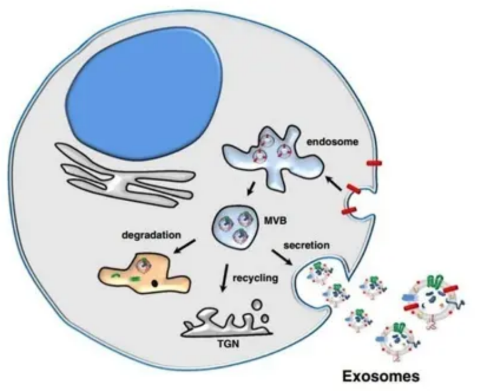 16980285421722.png 2b1df76e5c574843aa0137098465f03.png